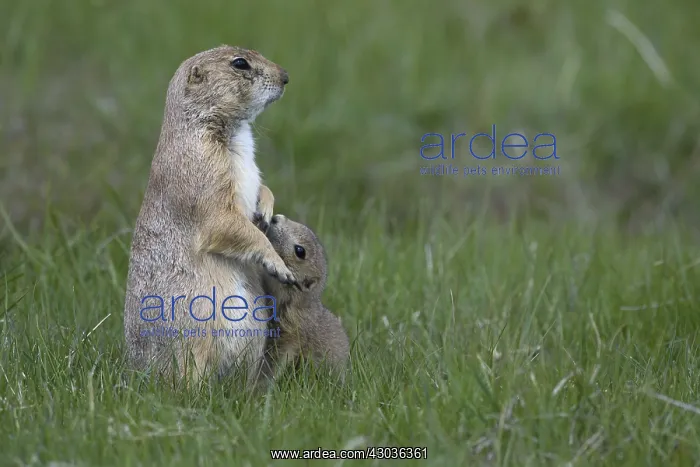 : Black-tailed Prairie Dog family on burrow - Black-tailed : Black-tailed Prairie Dog family on burrow - Black-tailed