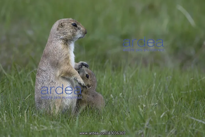 : Black-tailed Prairie Dog family on burrow - Black-tailed : Black-tailed Prairie Dog family on burrow - Black-tailed