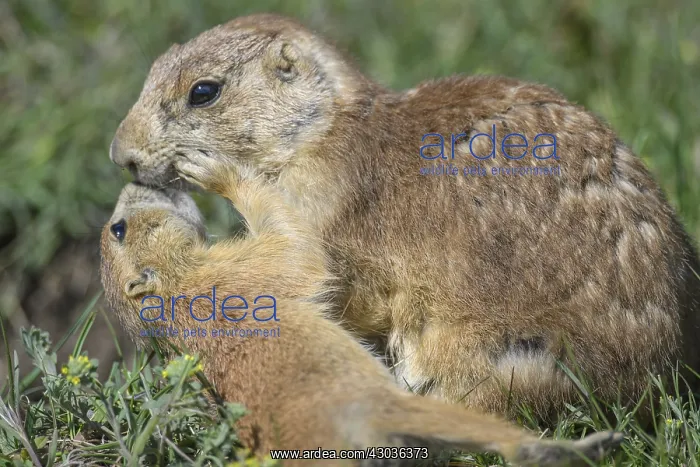 : Black-tailed Prairie Dog family on burrow - Black-tailed : Black-tailed Prairie Dog family on burrow - Black-tailed