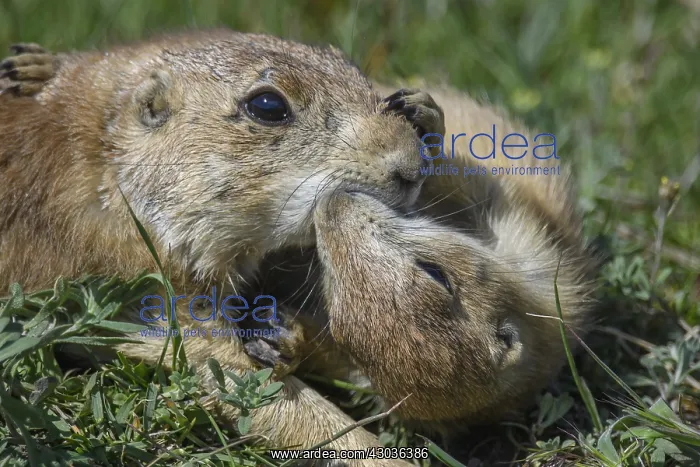 : Black-tailed Prairie Dog family on burrow - Black-tailed : Black-tailed Prairie Dog family on burrow - Black-tailed