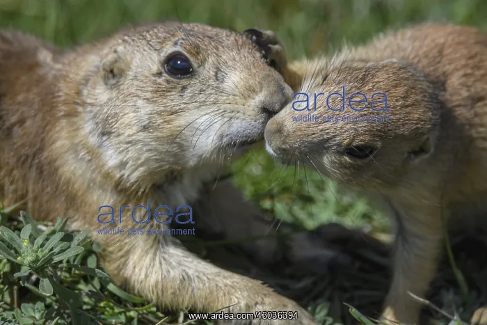 : Black-tailed Prairie Dog family on burrow - Black-tailed : Black-tailed Prairie Dog family on burrow - Black-tailed