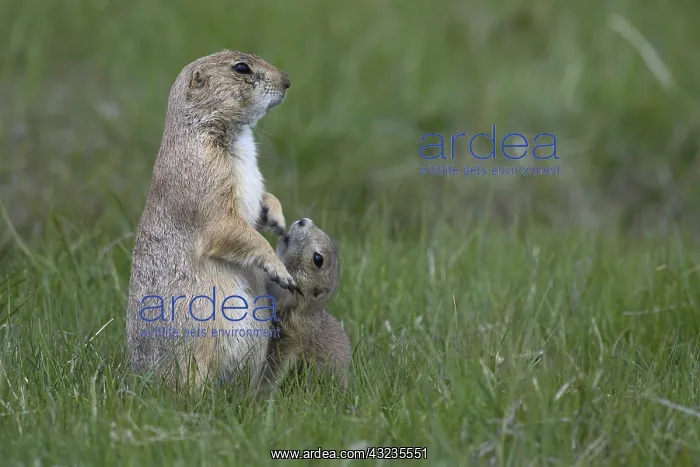 : Black-tailed Prairie Dog family on burrow - Black-tailed : Black-tailed Prairie Dog family on burrow - Black-tailed