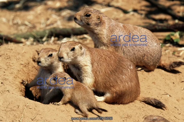 : Black-tailed PRAIRIE DOG - family at burrow entrance : Black-tailed PRAIRIE DOG - family at burrow entrance