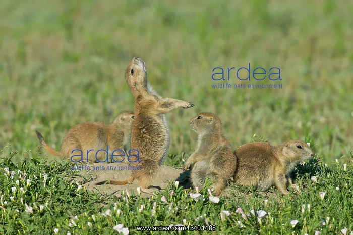 : Black-tailed Prairie Dog - family - one prairie : Black-tailed Prairie Dog - family - one prairie