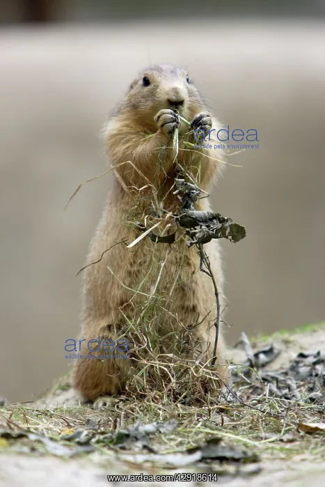 : Black-tailed Prairie Dog - feeding on dry vegetation : Black-tailed Prairie Dog - feeding on dry vegetation