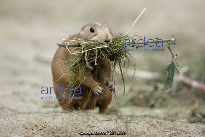 : Black-tailed Prairie Dog - female collecting bedding : Black-tailed Prairie Dog - female collecting bedding