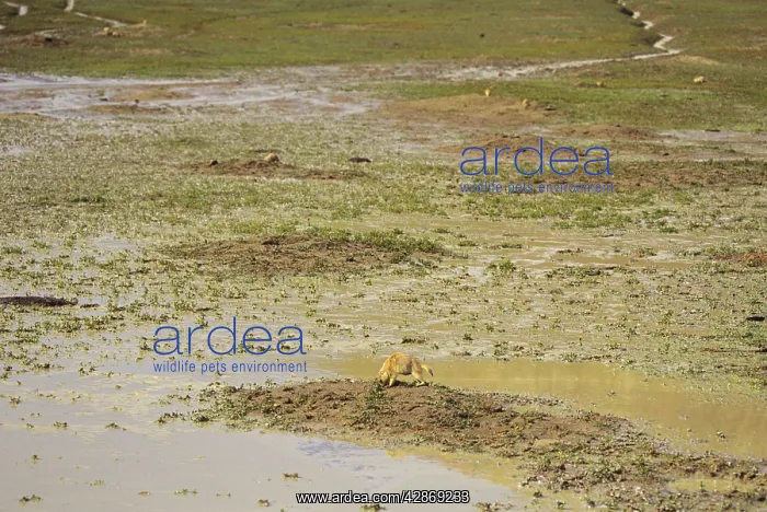 : Black-tailed Prairie Dog - flooded Black-tailed : Black-tailed Prairie Dog - flooded Black-tailed