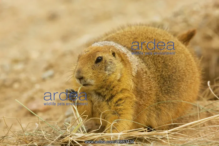 : Black-tailed Prairie Dog - With grass in mouth : Black-tailed Prairie Dog - With grass in mouth