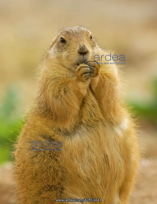 : Black-tailed Prairie Dog - from the great plains : Black-tailed Prairie Dog - from the great plains