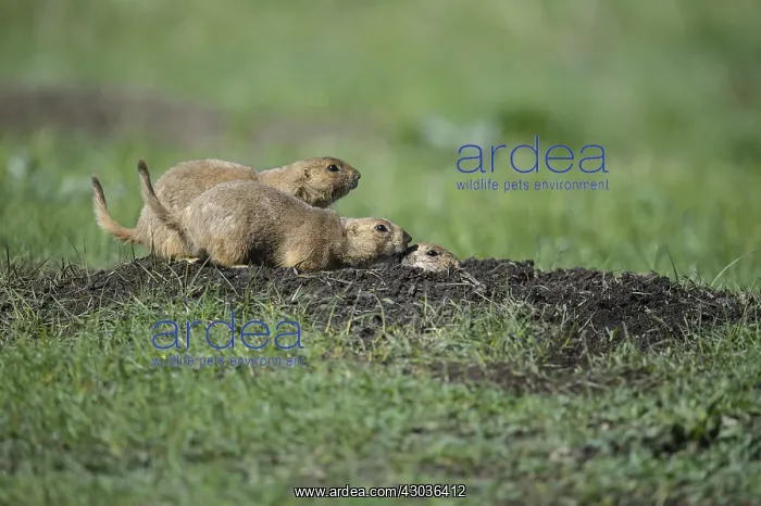 : Black-tailed Prairie Dog group on burrow - Black-tailed : Black-tailed Prairie Dog group on burrow - Black-tailed