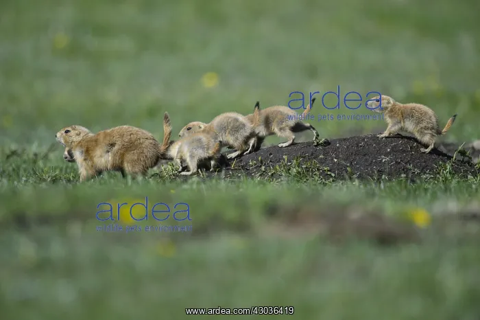 : Black-tailed Prairie Dog group on burrow - Black-tailed : Black-tailed Prairie Dog group on burrow - Black-tailed