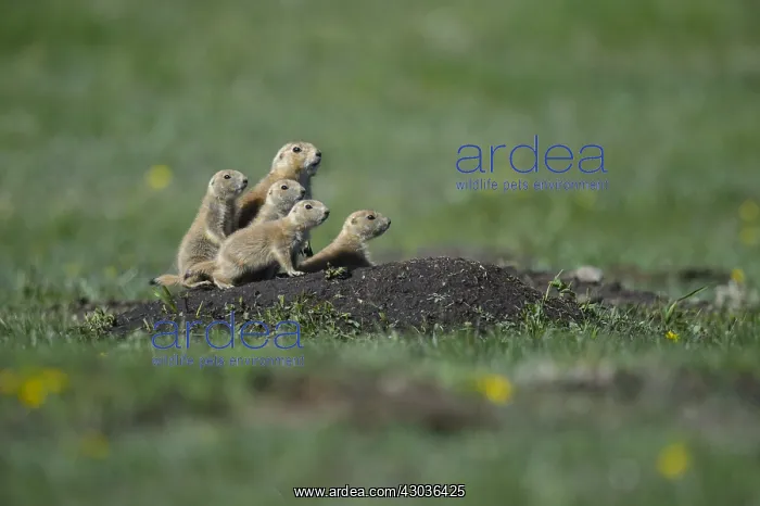 : Black-tailed Prairie Dog group on burrow - Black-tailed : Black-tailed Prairie Dog group on burrow - Black-tailed