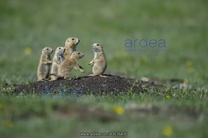 : Black-tailed Prairie Dog group on burrow - Black-tailed : Black-tailed Prairie Dog group on burrow - Black-tailed