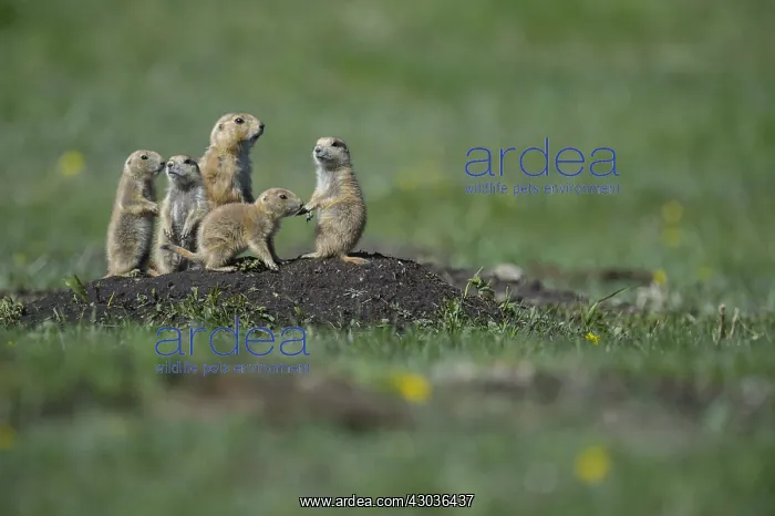 : Black-tailed Prairie Dog group on burrow - Black-tailed : Black-tailed Prairie Dog group on burrow - Black-tailed
