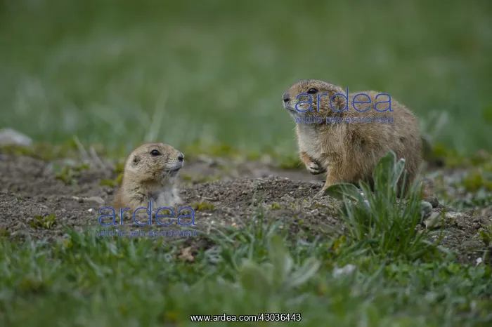 : Black-tailed Prairie Dog group on burrow - Black-tailed : Black-tailed Prairie Dog group on burrow - Black-tailed