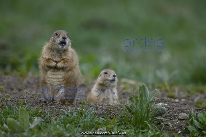  : Black-tailed Prairie Dog group on burrow - Black-tailed