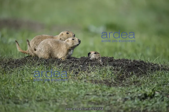 : Black-tailed Prairie Dog group on burrow - Black-tailed : Black-tailed Prairie Dog group on burrow - Black-tailed