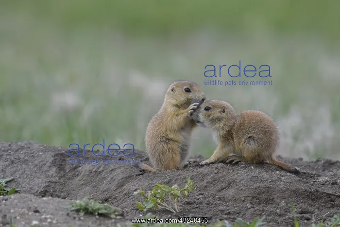 : Black-tailed Prairie Dog group on burrow - Black-tailed : Black-tailed Prairie Dog group on burrow - Black-tailed