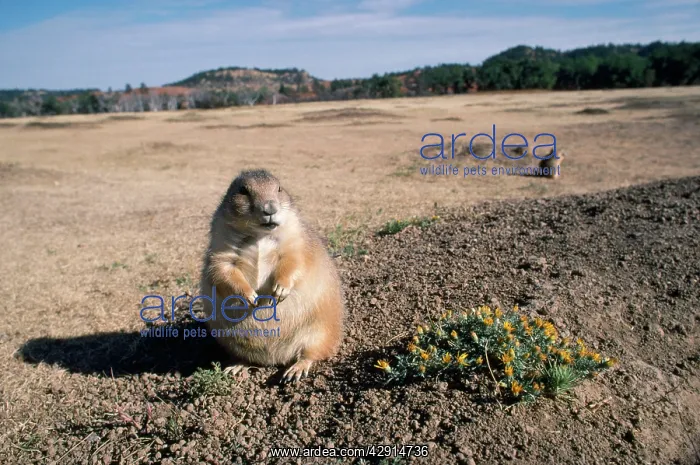 : Black-tailed Prairie Dog - in habitat : Black-tailed Prairie Dog - in habitat