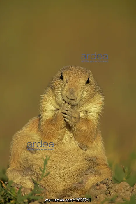 : Black-tailed Prairie Dog - with hand to mouth : Black-tailed Prairie Dog - with hand to mouth