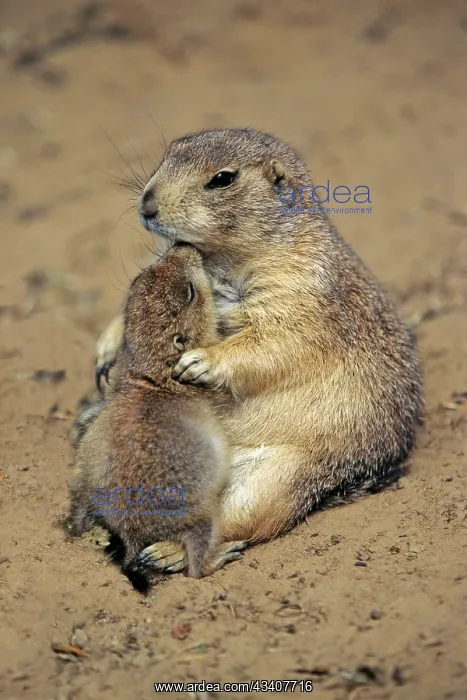 : Black-tailed Prairie Dog - mother playing with baby : Black-tailed Prairie Dog - mother playing with baby