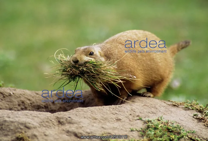 : Black-tailed PRAIRIE DOG - with nest material by : Black-tailed PRAIRIE DOG - with nest material by