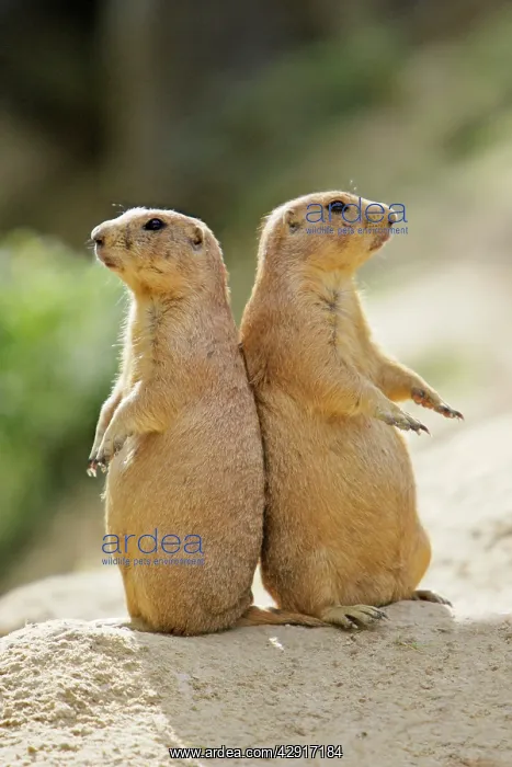 : Black-tailed Prairie Dog - pair on alert for danger : Black-tailed Prairie Dog - pair on alert for danger