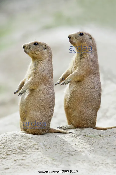 : Black-tailed Prairie Dog - pair on alert for danger : Black-tailed Prairie Dog - pair on alert for danger
