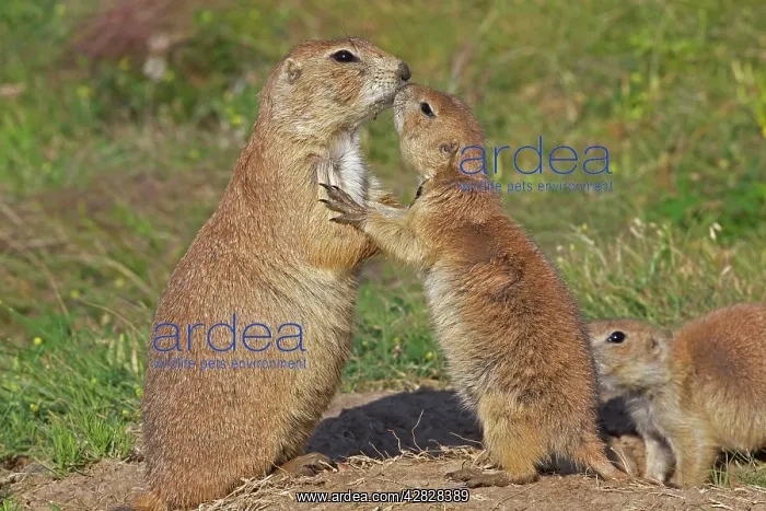 : Black-tailed Prairie Dog - pair embracing : Black-tailed Prairie Dog - pair embracing