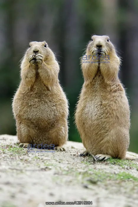: Black-tailed Prairie Dog - pair nibbling on food : Black-tailed Prairie Dog - pair nibbling on food