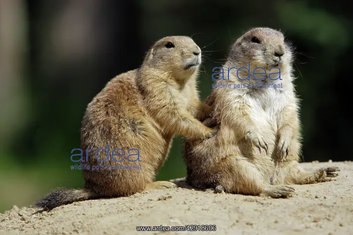 : Black-tailed Prairie Dog - pair resting : Black-tailed Prairie Dog - pair resting