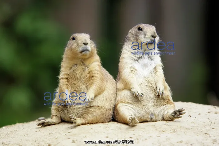 : Black-tailed Prairie Dog - pair resting : Black-tailed Prairie Dog - pair resting