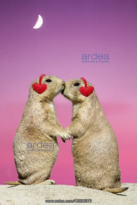 : Black-tailed Prairie Dog - pair showing affection : Black-tailed Prairie Dog - pair showing affection