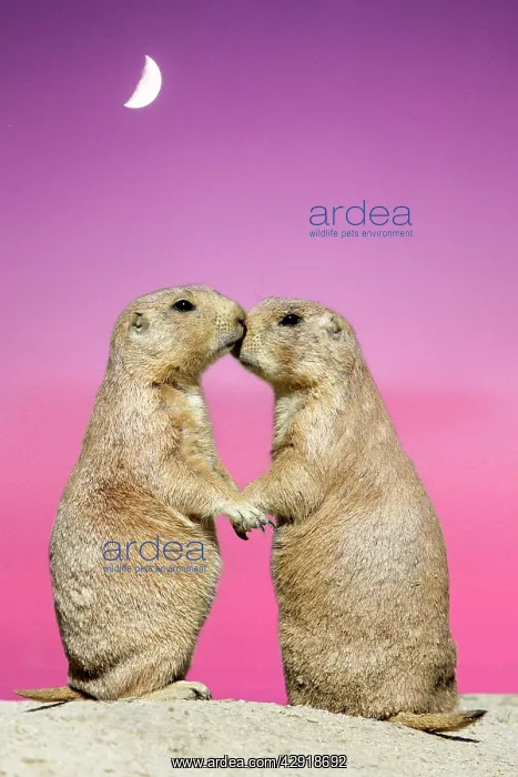 : Black-tailed Prairie Dog - pair showing affection behaviour : Black-tailed Prairie Dog - pair showing affection behaviour