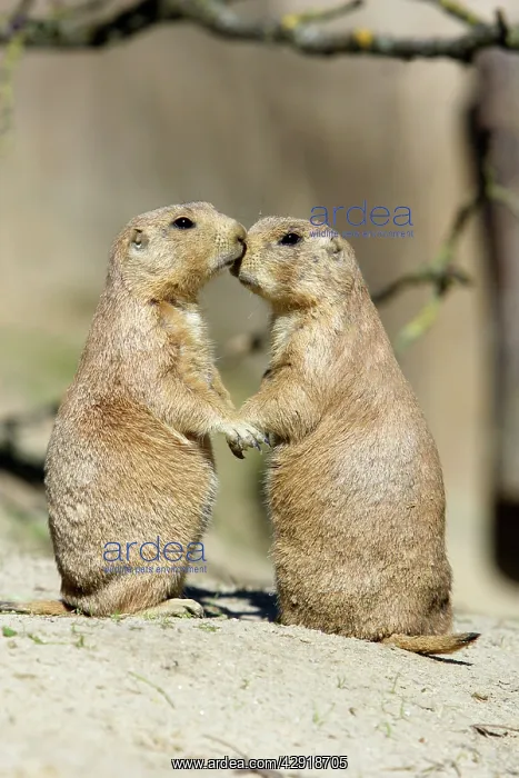 : Black-tailed Prairie Dog - pair showing affection behaviour : Black-tailed Prairie Dog - pair showing affection behaviour
