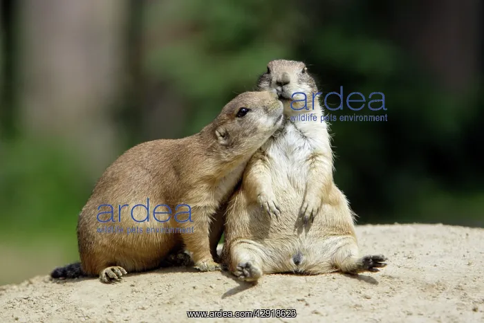 : Black-tailed Prairie Dog - pair showing social : Black-tailed Prairie Dog - pair showing social