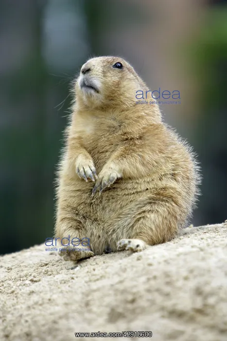 : Black-tailed Prairie Dog - resting on its haunches : Black-tailed Prairie Dog - resting on its haunches