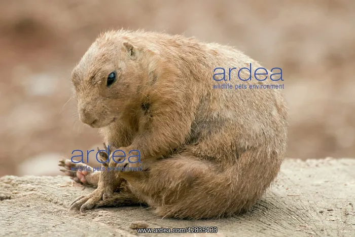 : Black-Tailed Prairie Dog - scratching itself : Black-Tailed Prairie Dog - scratching itself
