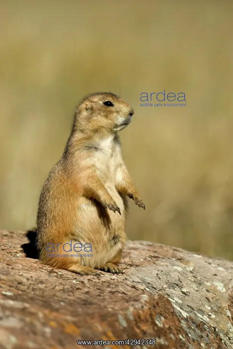 : Black-tailed Prairie Dog - Sitting on rock, side view : Black-tailed Prairie Dog - Sitting on rock, side view