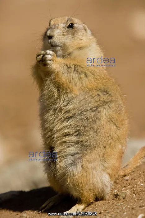 : Black-tailed Prairie Dog - standing up : Black-tailed Prairie Dog - standing up
