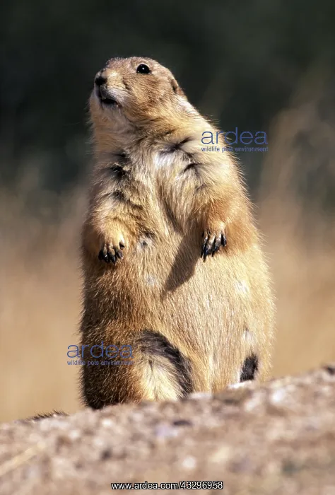 : Black-tailed PRAIRIE DOG - standing : Black-tailed PRAIRIE DOG - standing