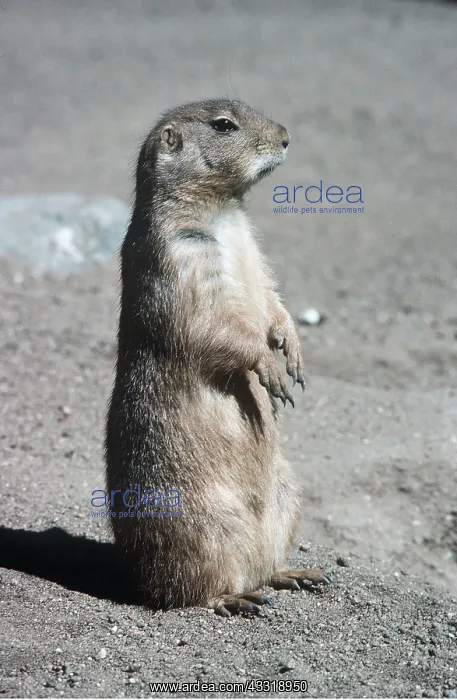 : Black-tailed PRAIRIE DOG - standing : Black-tailed PRAIRIE DOG - standing