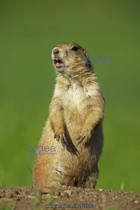 : Black-tailed Prairie Dog - standing on hind legs : Black-tailed Prairie Dog - standing on hind legs