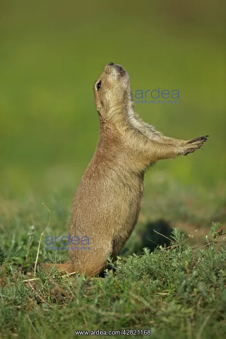 : Black-tailed Prairie Dog - standing on hind legs : Black-tailed Prairie Dog - standing on hind legs