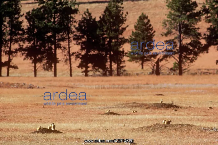 : Black-tailed Prairie Dog - town : Black-tailed Prairie Dog - town