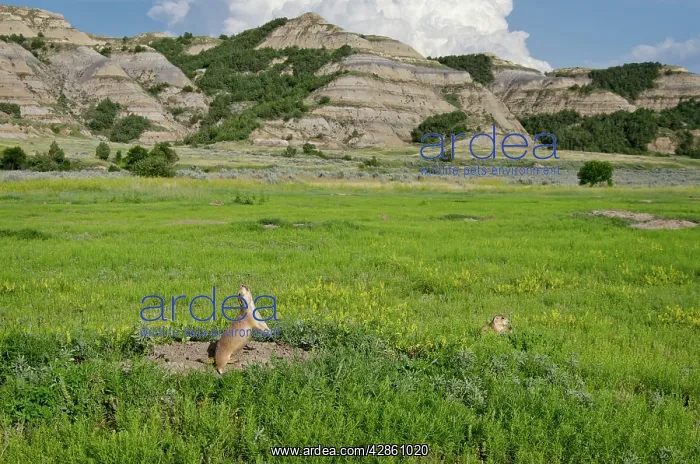 : Black-tailed Prairie Dog - town / colony - one : Black-tailed Prairie Dog - town / colony - one