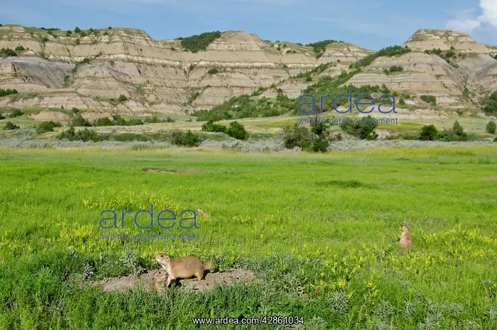 : Black-tailed Prairie Dog - town / colony : Black-tailed Prairie Dog - town / colony