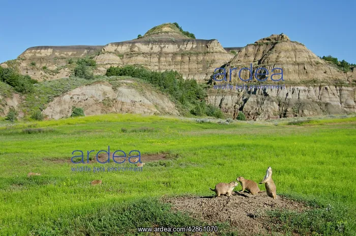 : Black-tailed Prairie Dog - town / colony - one : Black-tailed Prairie Dog - town / colony - one
