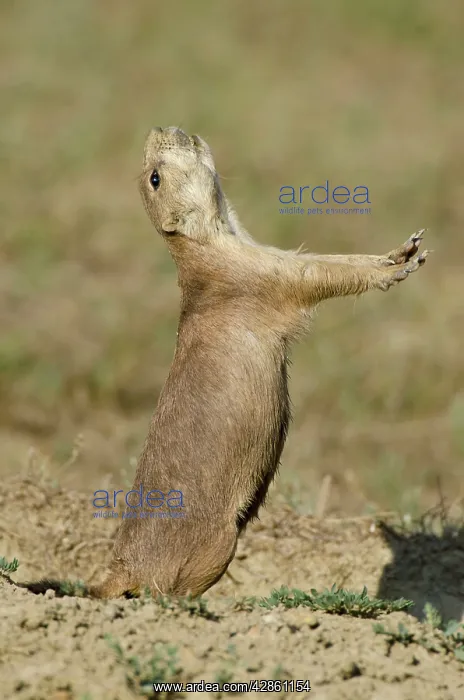  : Black-tailed Prairie Dog - town  /  colony - one
