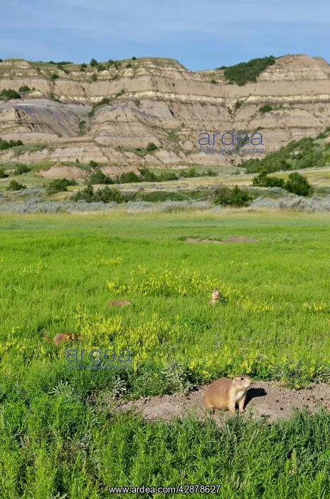 : Black-tailed Prairie Dog - town / colony : Black-tailed Prairie Dog - town / colony
